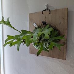 【大株】【良形】ビカクシダ　リドレイ(P. Ridleyi)　観葉植物　コウモリラン　インテリアグリーン①の画像