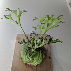 【大株】【良形】ビカクシダ　リドレイ(P. Ridleyi)　観葉植物　コウモリラン　インテリアグリーン①の画像