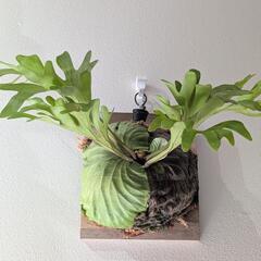 【大株】【良形】ビカクシダ　リドレイ(P. Ridleyi)　観葉植物　コウモリラン　インテリアグリーン②の画像