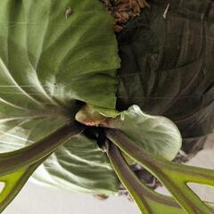 【大株】【良形】ビカクシダ　リドレイ(P. Ridleyi)　観葉植物　コウモリラン　インテリアグリーン②の画像