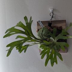 【大株】【良形】ビカクシダ　リドレイ(P. Ridleyi)　観葉植物　コウモリラン　インテリアグリーン②の画像