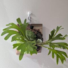 【大株】【良形】ビカクシダ　リドレイ(P. Ridleyi)　観葉植物　コウモリラン　インテリアグリーン②の画像