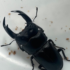 【決まりました】能勢YG新成虫　♂1♀2の画像