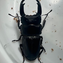 【決まりました】能勢YG新成虫　♂1♀2の画像