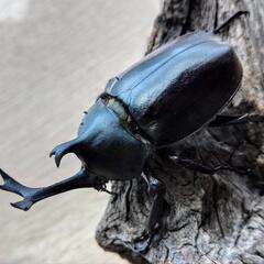 良型カブトムシ♂♀PAの画像