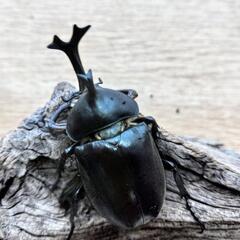 良型カブトムシ♂♀PAの画像