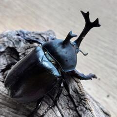 良型カブトムシ♂♀PAの画像
