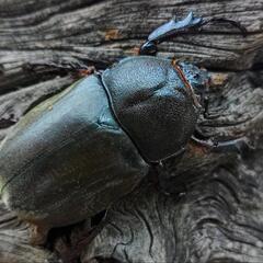 良型カブトムシ♂♀PAの画像
