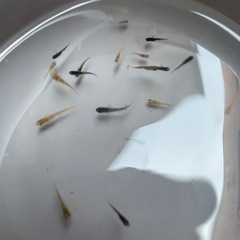 メダカ　和墨ミックス　稚魚〜幼魚　約20匹の画像