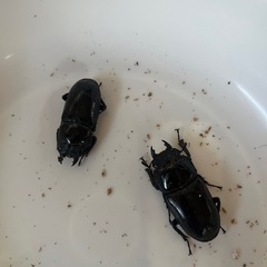 【決まりました】能勢YG新成虫　♂1♀2の画像