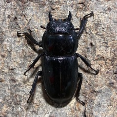 ツシマヒラタクワガタ　成虫ペア　天然物の画像