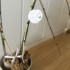 陶器の鉢の画像
