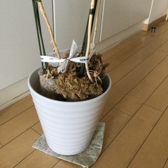 陶器の鉢の画像