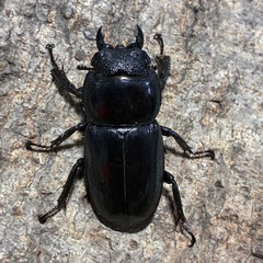 ツシマヒラタクワガタ　成虫ペア　天然物の画像
