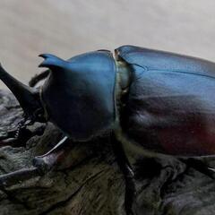 小型カブトムシ♂単品の画像
