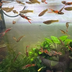 グッピー　熱帯魚　差し上げますの画像