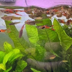 グッピー　熱帯魚　差し上げますの画像