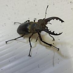 ミヤマクワガタ　雄の画像