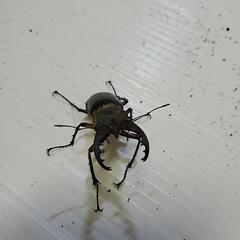 ミヤマクワガタ　雄の画像