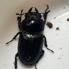 【商談中】阿古谷産　ゴッドパワーペア　新成虫の画像