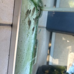 深海　メダカ　めだかの画像