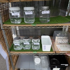 メダカ無人販売イベント中！の画像