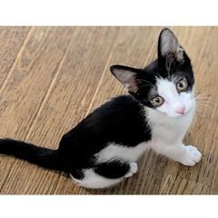 ★譲渡会あります★　成猫さんやワンちゃんもへっちゃら！