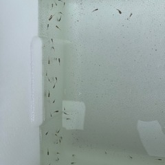 MIXメダカ1匹2円〜の画像