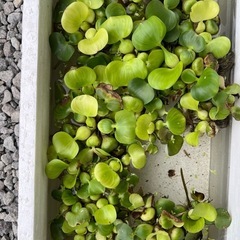 MIXメダカ1匹2円〜の画像