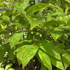 コバノズイナ　庭木1メートルくらい　の画像