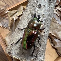 ニジイロクワガタ　トリオ　オス短歯の画像