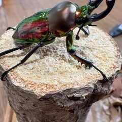 ニジイロクワガタ　トリオ　オス短歯の画像