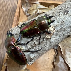 ニジイロクワガタ　トリオ　オス短歯の画像