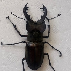 WDミヤマクワガタペア（♂67mm、北海道産エゾ型、野外採集品）の画像