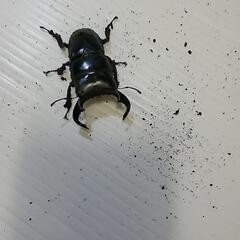 ダイオウヒラタ　親ジャワワイルドの画像