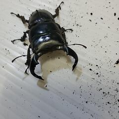 ダイオウヒラタ　親ジャワワイルドの画像