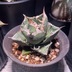 ランキングキーワードに紐づく投稿画像-多肉植物