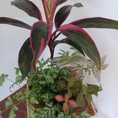 夏のインテリア観葉植物【大特価】の画像