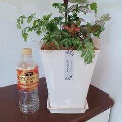 夏のインテリア観葉植物【大特価】の画像