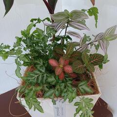 夏のインテリア観葉植物【大特価】の画像