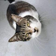 人なつこく大人しい7歳女の子