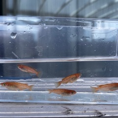 メダカ　めだか　紅華　2ペア＋オス1匹　合計5匹　限定4セット①の画像
