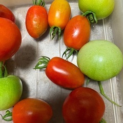 トマトミックス30個の画像