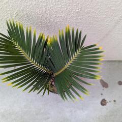 金環ソテツ　Aの画像
