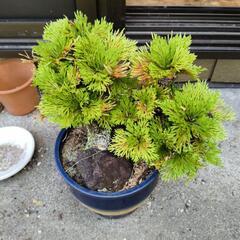 イワヒバ　多分？の画像