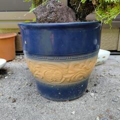 イワヒバ　多分？の画像