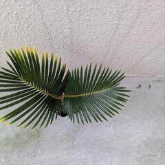 金環ソテツ　Ｂの画像