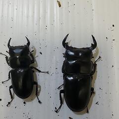 アンタエウス2　テイオウヒラタ2の画像