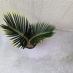 金環ソテツ　Cの画像