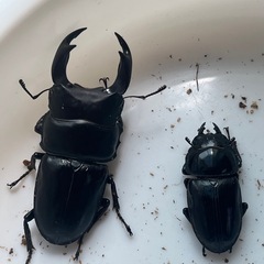 【決まりました】阿古谷産　ゴッドパワーペア　新成虫の画像